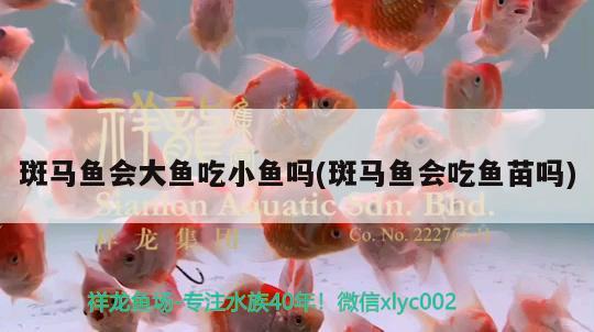 斑馬魚會大魚吃小魚嗎(斑馬魚會吃魚苗嗎)