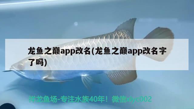 龍魚(yú)之巔app改名(龍魚(yú)之巔app改名字了嗎)