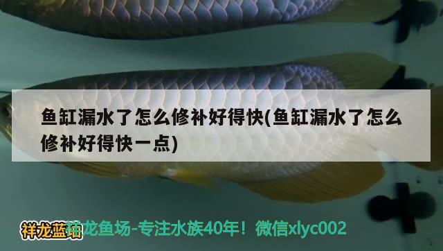 魚缸漏水了怎么修補好得快(魚缸漏水了怎么修補好得快一點) 戰(zhàn)車紅龍魚