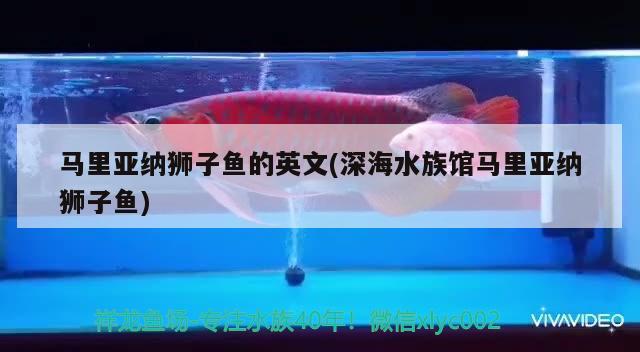 馬里亞納獅子魚的英文(深海水族館馬里亞納獅子魚) 觀賞魚