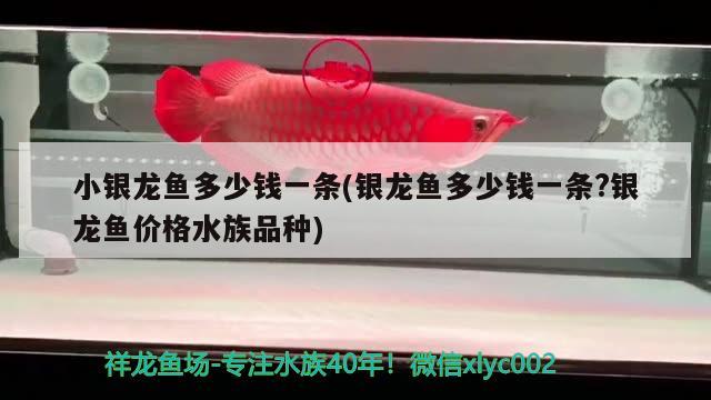 小銀龍魚多少錢一條(銀龍魚多少錢一條?銀龍魚價格水族品種) 銀龍魚