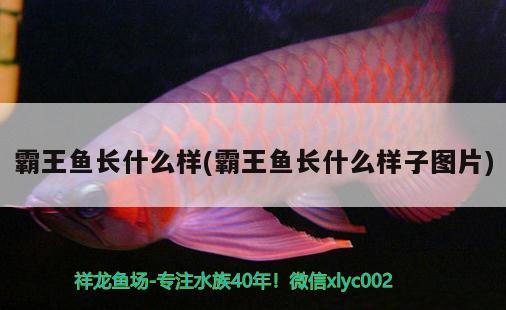 霸王魚(yú)長(zhǎng)什么樣(霸王魚(yú)長(zhǎng)什么樣子圖片)