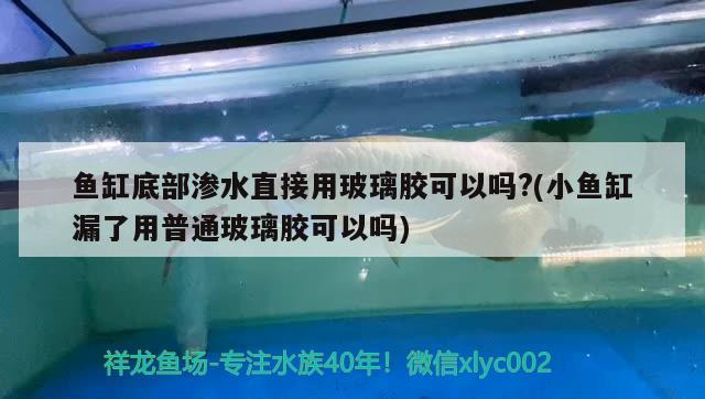 魚缸底部滲水直接用玻璃膠可以嗎?(小魚缸漏了用普通玻璃膠可以嗎)