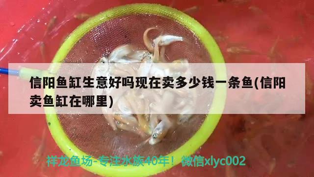 信陽(yáng)魚缸生意好嗎現(xiàn)在賣多少錢一條魚(信陽(yáng)賣魚缸在哪里)