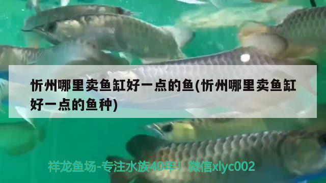 忻州哪里賣(mài)魚(yú)缸好一點(diǎn)的魚(yú)(忻州哪里賣(mài)魚(yú)缸好一點(diǎn)的魚(yú)種) 綠皮辣椒小紅龍