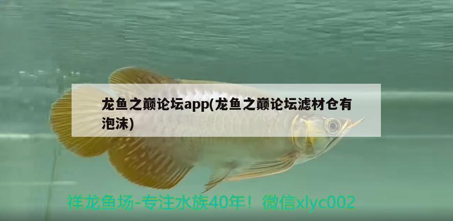 龍魚之巔論壇app(龍魚之巔論壇濾材倉(cāng)有泡沫)