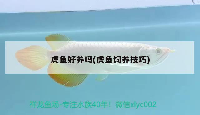 虎魚好養(yǎng)嗎(虎魚飼養(yǎng)技巧) 虎魚百科