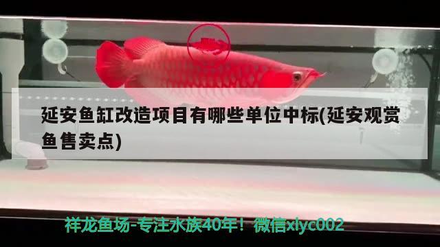 延安魚缸改造項目有哪些單位中標(延安觀賞魚售賣點) 印尼虎苗