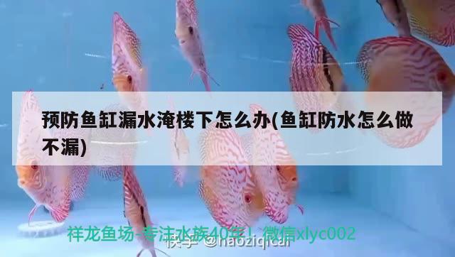 預防魚缸漏水淹樓下怎么辦(魚缸防水怎么做不漏)