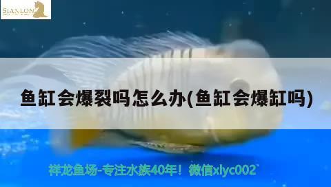 魚缸會爆裂嗎怎么辦(魚缸會爆缸嗎)