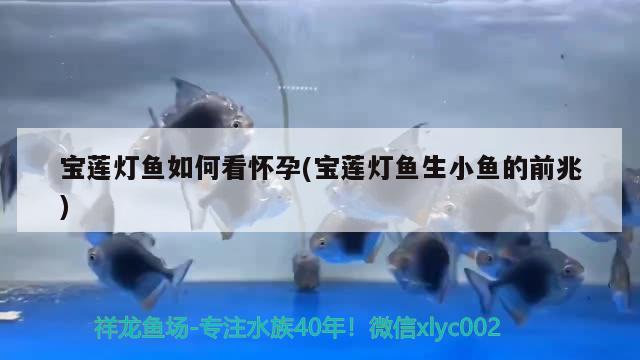 寶蓮燈魚如何看懷孕(寶蓮燈魚生小魚的前兆) 觀賞魚 第2張