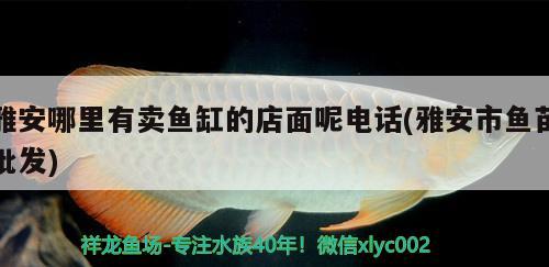 雅安哪里有賣魚缸的店面呢電話(雅安市魚苗批發(fā))