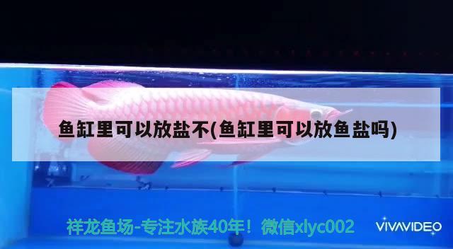 魚缸里可以放鹽不(魚缸里可以放魚鹽嗎)