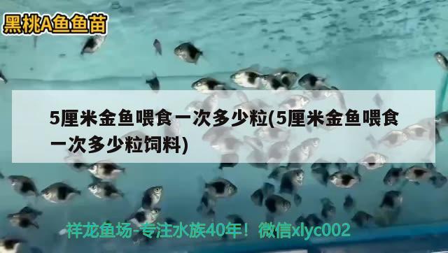 5厘米金魚喂食一次多少粒(5厘米金魚喂食一次多少粒飼料)