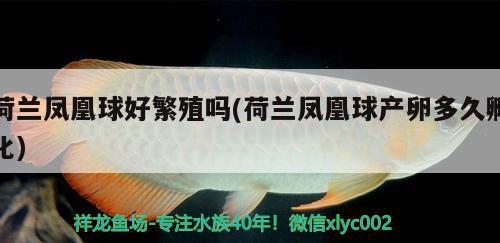 荷蘭鳳凰球好繁殖嗎(荷蘭鳳凰球產(chǎn)卵多久孵化) 觀賞魚