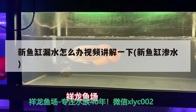 新魚缸漏水怎么辦視頻講解一下(新魚缸滲水) 黃金招財貓魚