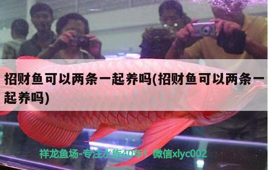 招財魚可以兩條一起養(yǎng)嗎(招財魚可以兩條一起養(yǎng)嗎)