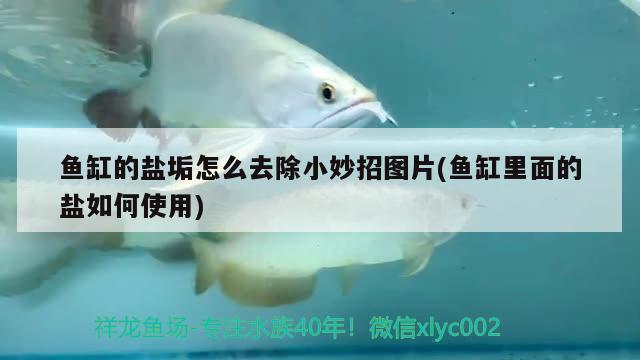 魚(yú)缸的鹽垢怎么去除小妙招圖片(魚(yú)缸里面的鹽如何使用) 大白鯊魚(yú)