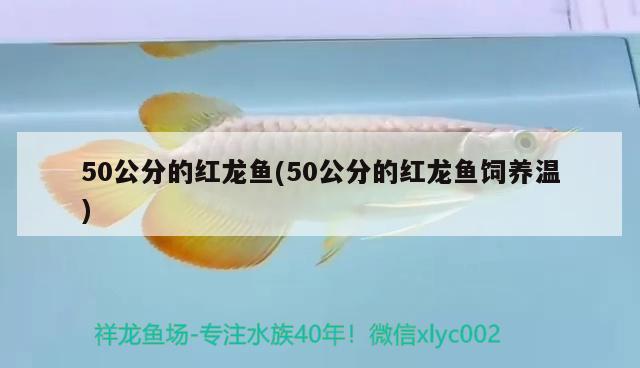 50公分的紅龍魚(yú)(50公分的紅龍魚(yú)飼養(yǎng)溫)