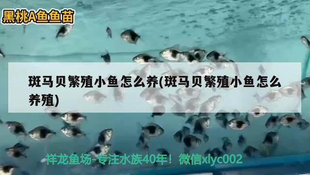 斑馬貝繁殖小魚怎么養(yǎng)(斑馬貝繁殖小魚怎么養(yǎng)殖) 觀賞魚