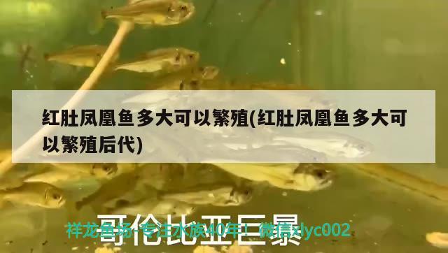 紅肚鳳凰魚多大可以繁殖(紅肚鳳凰魚多大可以繁殖后代) 觀賞魚