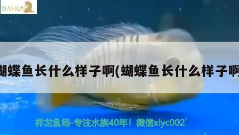 蝴蝶魚長什么樣子啊(蝴蝶魚長什么樣子啊)