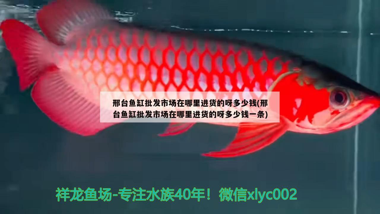 邢臺(tái)魚缸批發(fā)市場(chǎng)在哪里進(jìn)貨的呀多少錢(邢臺(tái)魚缸批發(fā)市場(chǎng)在哪里進(jìn)貨的呀多少錢一條) 祥龍魚場(chǎng)