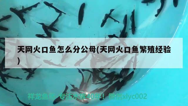 天網(wǎng)火口魚怎么分公母(天網(wǎng)火口魚繁殖經(jīng)驗) 觀賞魚