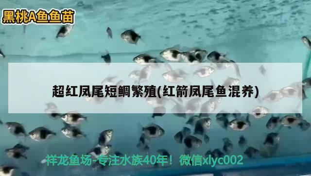 超紅鳳尾短鯛繁殖(紅箭鳳尾魚(yú)混養(yǎng)) 觀賞魚(yú)