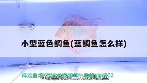 小型藍(lán)色鯛魚(藍(lán)鯛魚怎么樣) 觀賞魚