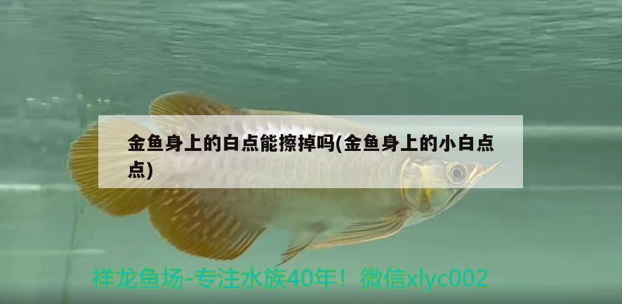 金魚身上的白點(diǎn)能擦掉嗎(金魚身上的小白點(diǎn)點(diǎn))