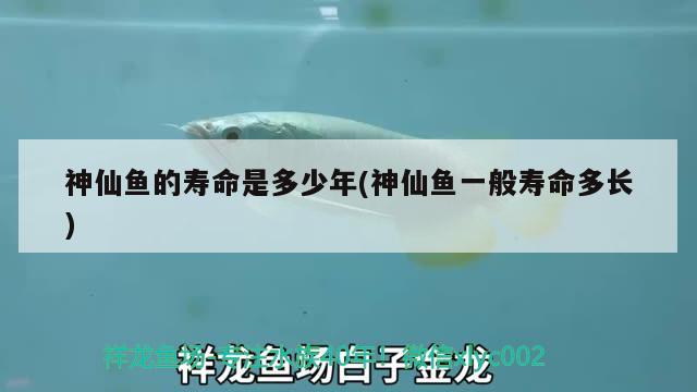 神仙魚的壽命是多少年(神仙魚一般壽命多長)