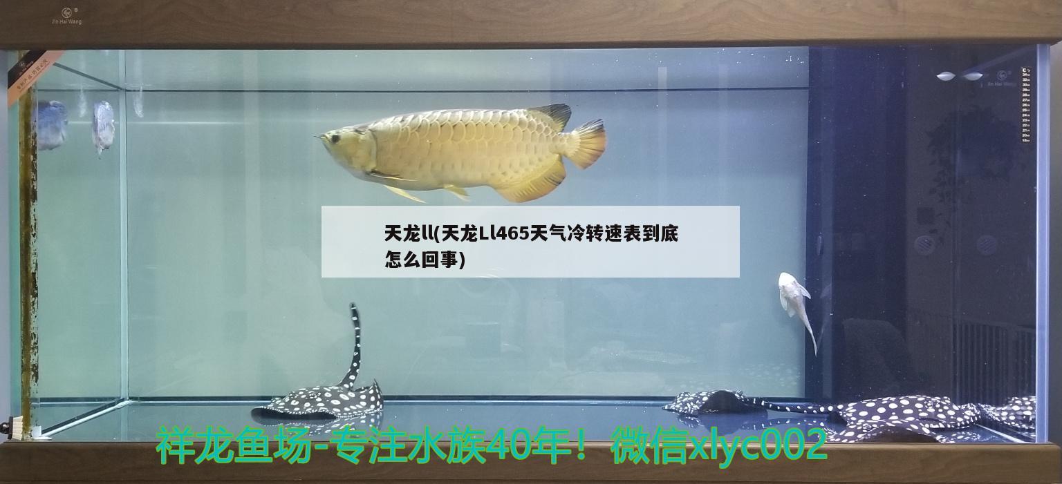 天龍ll(天龍Ll465天氣冷轉(zhuǎn)速表到底怎么回事) 觀賞魚