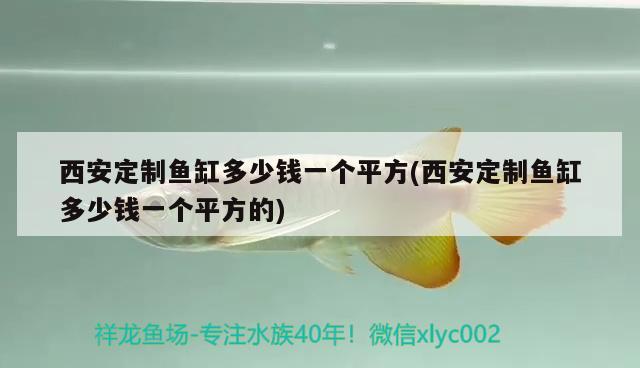 西安定制魚缸多少錢一個(gè)平方(西安定制魚缸多少錢一個(gè)平方的)