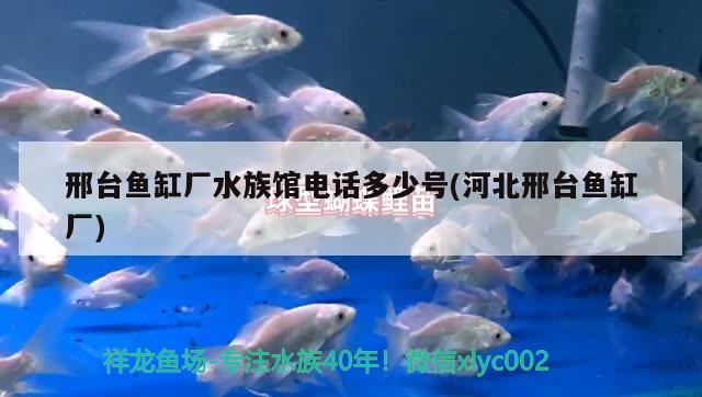 邢臺魚缸廠水族館電話多少號(河北邢臺魚缸廠)