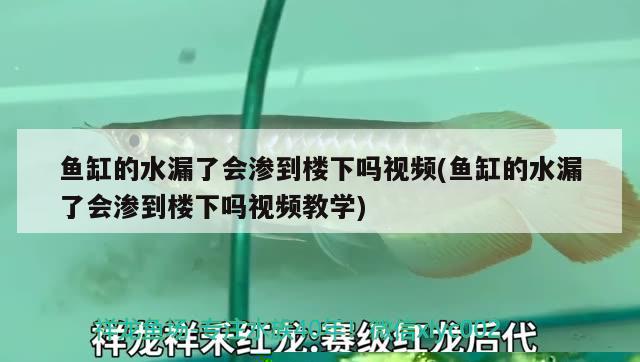 魚缸的水漏了會(huì)滲到樓下嗎視頻(魚缸的水漏了會(huì)滲到樓下嗎視頻教學(xué))