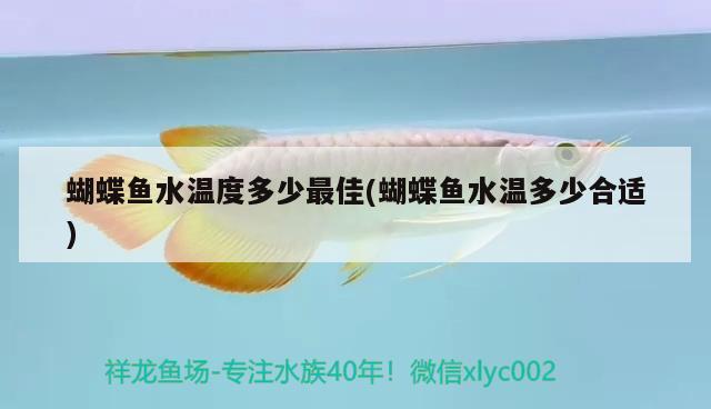 蝴蝶魚(yú)水溫度多少最佳(蝴蝶魚(yú)水溫多少合適)