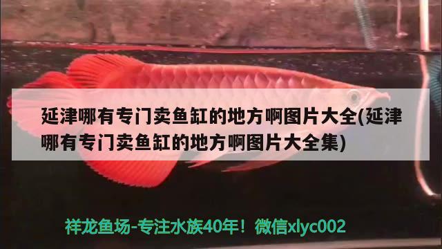 延津哪有專門賣魚缸的地方啊圖片大全(延津哪有專門賣魚缸的地方啊圖片大全集)