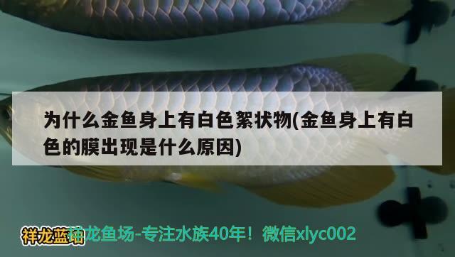 為什么金魚(yú)身上有白色絮狀物(金魚(yú)身上有白色的膜出現(xiàn)是什么原因) 觀賞魚(yú)