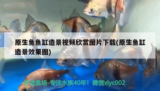 原生魚魚缸造景視頻欣賞圖片下載(原生魚缸造景效果圖) 女王大帆魚苗