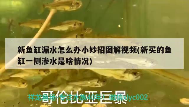 新魚缸漏水怎么辦小妙招圖解視頻(新買的魚缸一側(cè)滲水是啥情況) 斑馬鴨嘴魚