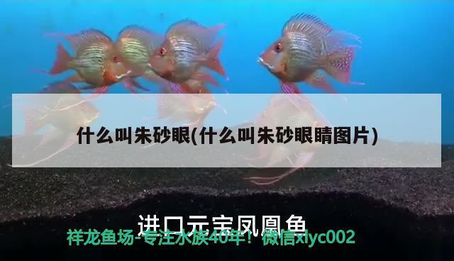 什么叫朱砂眼(什么叫朱砂眼睛圖片) 觀賞魚