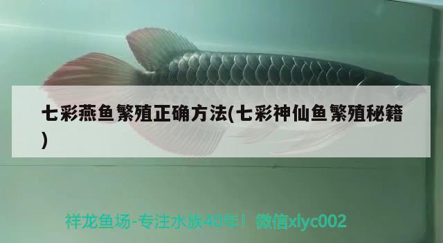 七彩燕魚(yú)繁殖正確方法(七彩神仙魚(yú)繁殖秘籍) 七彩神仙魚(yú)