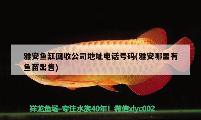 雅安魚缸回收公司地址電話號碼(雅安哪里有魚苗出售) 黃金斑馬魚