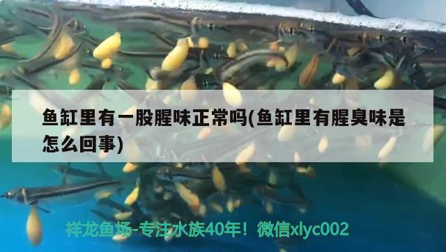 魚缸里有一股腥味正常嗎(魚缸里有腥臭味是怎么回事) 女王大帆魚苗