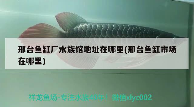 邢臺(tái)魚(yú)缸廠水族館地址在哪里(邢臺(tái)魚(yú)缸市場(chǎng)在哪里) 狗仔（招財(cái)貓)魚(yú)苗