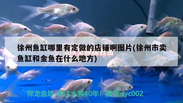 徐州魚缸哪里有定做的店鋪啊圖片(徐州市賣魚缸和金魚在什么地方) 福滿鉆魚