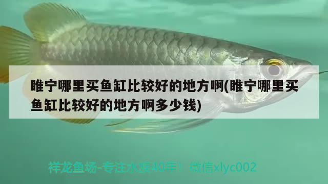 睢寧哪里買魚缸比較好的地方啊(睢寧哪里買魚缸比較好的地方啊多少錢) 金龍魚百科