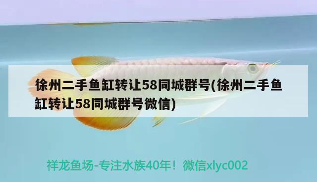 徐州二手魚缸轉(zhuǎn)讓58同城群號(徐州二手魚缸轉(zhuǎn)讓58同城群號微信)