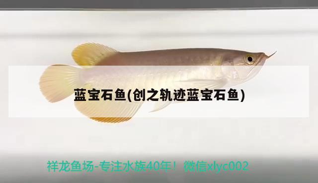 藍寶石魚(創(chuàng)之軌跡藍寶石魚)